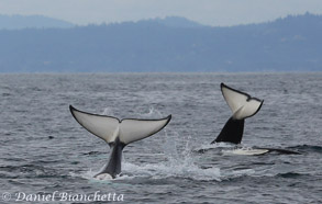 Killer Whale tails, photo by Daniel Bianchetta