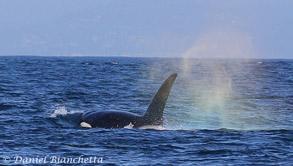 Killer Whale with rainblow, photo by Daniel Bianchetta