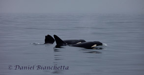 Two Killer Whales, photo by Daniel Bianchetta