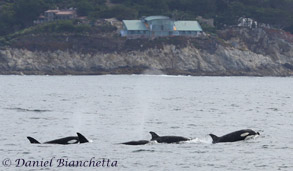 Killer Whales close to shore, photo by Daniel Bianchetta