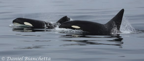 Killer Whales Stumpy and Fat Fin, photo by Daniel Bianchetta