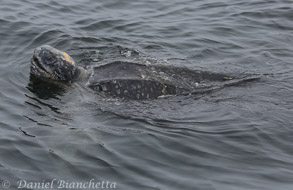 Leatherback Sea Turtle,  photo by Daniel Bianchetta