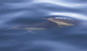 Long-beaked Common Dolphins in Monterey Bay, photo by Daniel Bianchetta