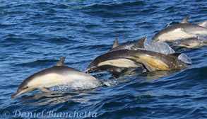 Long-beaked Common Dolphins with baby, photo by Daniel Bianchetta