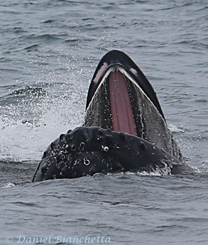 Lunge-feeding Humpback Whale,  photo by Daniel Bianchetta