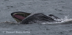 Lunge feeding Humpback Whale, photo by Daniel Bianchetta