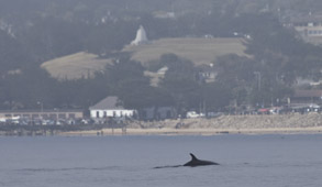 Minke Whale, photo by Daniel Bianchetta