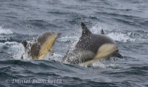 Mother and calf Long-beaked Common Dolphin, photo by Daniel Bianchetta