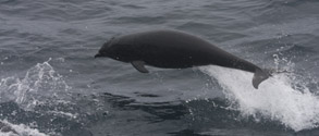 Northern Right Whale Dolphin, photo by Lori Beraha