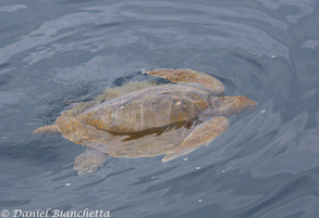 Olive Ridley Sea Turtle, photo by Daniel Bianchetta