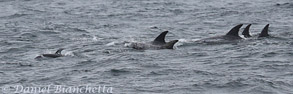Pacific White-sided Dolphin ahead of Risso's Dolphins, photo by Daniel Bianchetta
