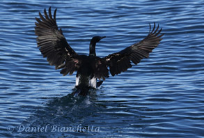 Pelagic Cormorant, photo by Daniel Bianchetta