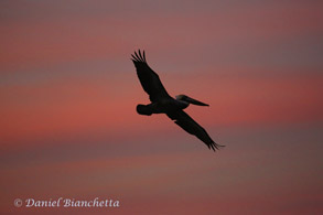 Brown Pelican at sunset, photo by Daniel Bianchetta
