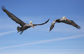 Pelicans, photo by Daniel Bianchetta