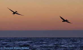 Pelican at sunset, photo by Daniel Bianchetta