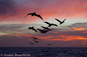 Pelicans at sunset, photo by Daniel Bianchetta
