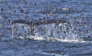 Red-necked Phalaropes and Humpback Whale, photo by Daniel Bianchetta