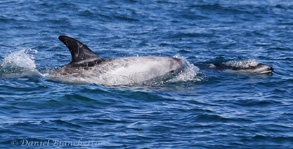 Risso's Dolphin and Pacific White-sided Dolphin, photo by Daniel Bianchetta