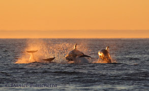 Risso's Dolphins at sunset, photo by Daniel Bianchetta