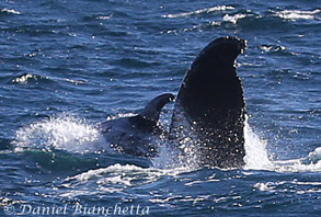 Risso's Dolphin by Humpback Whale fluke, photo by Daniel Bianchetta