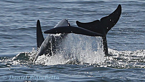 Risso's Dolphin tails, photo by Daniel Bianchetta