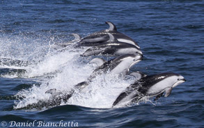 Running Pacific White-sided Dolphins, photo by Daniel Bianchetta