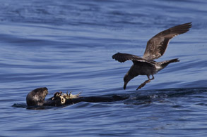 Seagull approaching Sea Otter with crab, photo by Daniel Bianchetta
