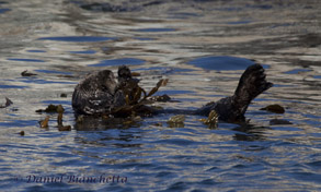 Young Sea Otter wrapped in kelp, photo by Daniel Bianchetta