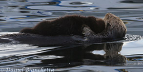 Sea Otter mom and pup,  photo by Daniel Bianchetta