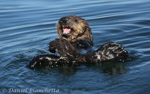 Sea Otter pup, photo by Daniel Bianchetta