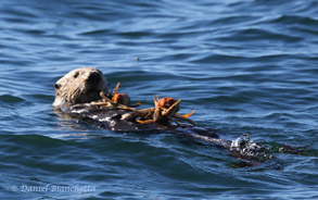 Sea otter with crabs, photo by Daniel Bianchetta