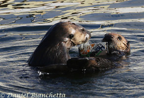 Sea Otters with soda can, photo by Daniel Bianchetta