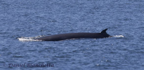 Possible Sei Whale, photo by Daniel Bianchetta