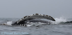 Side-lunging Humpback Whale, photo by Daniel Bianchetta