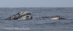 Skim/Lunge Feeding Gray Whale, photo by Daniel Bianchetta