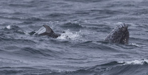 Spy-hopping Gray Whale and Pacific White-sided Dolphin, photo by Daniel Bianchetta