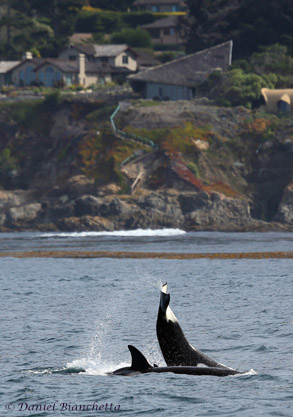 Tail Lobbing Killer Whale close to shore, photo by Daniel Bianchetta
