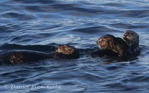 Male sea otter and female sea otter with pup, photo by Daniel Bianchetta
