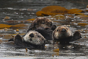  Three California Sea Otters in kelp, photo by Daniel Bianchetta