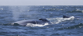 Two Blue Whales, photo by Daniel Bianchetta