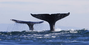 Two Gray Whale Tails, photo by Daniel Bianchetta
