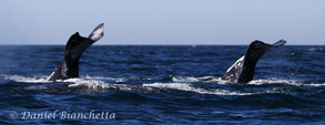Two Gray Whales, photo by Daniel Bianchetta