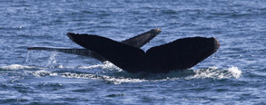 Humpback Whale tails, photo by Daniel Bianchetta