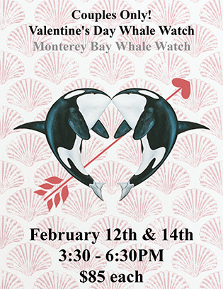 Adults only Valentine whale watch special