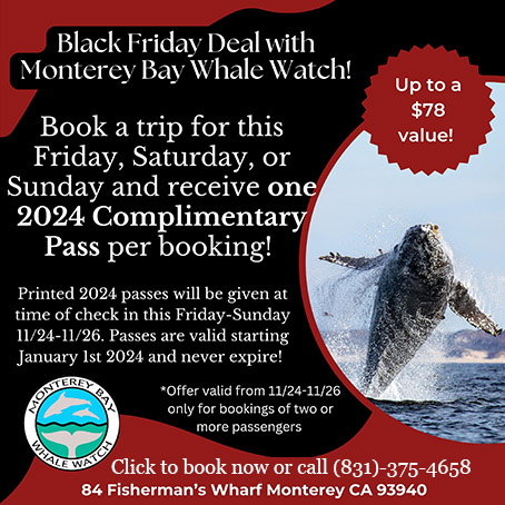 Monterey Bay Whale Watch - Whale Watching Trips