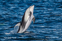 Pacific White-sided Dolphin photo by Morgan Quimby