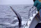 Humpback Whale approaches boat