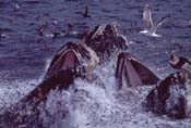 Lunge-feeding humpbacks