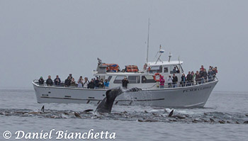 Lunge-feeding humpback whales by Pt. Sur Clipper