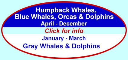 Click to learn about whale watching trips